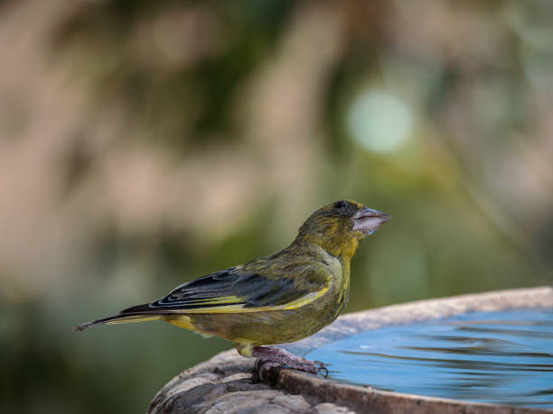 istock European greenfinch 1448574052