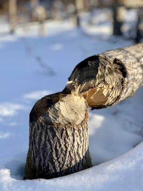 Bever werk elk island national park Edmonton Alberta
