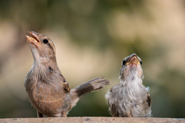 istock Female House sparrows 1448574386
