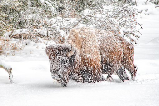 Older Bison or buffalo having a hard winter already in December near Cooke City, Montana just outside of Yellowstone National Park, USA, North America