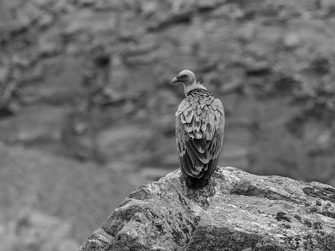 Griffon Vulture. Bird perched on a rock.