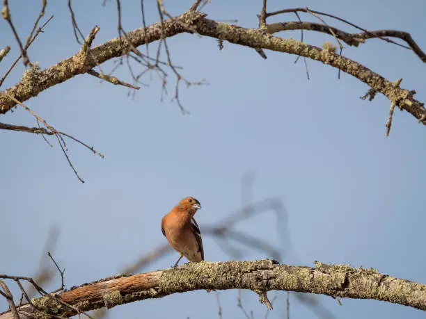 Common chaffinch (Fringilla coelebs). Bird perched on a branch.