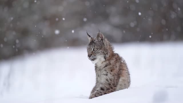 Lynx sitting in the snow in heavy snowfall. At the end coming frontally into the frame. Winter theme with wild nature. Lynx lynx. Snowing with big cat animal. Slow motion