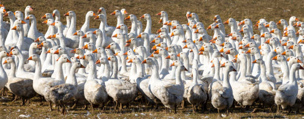 istock Flock of geese in open air, Hungary 1448576157