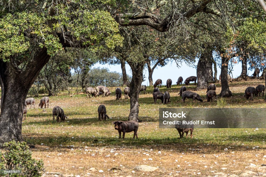 Iberian pigs grazing among the oaks on the fields at Membrio, Extremadura in Spain Iberian pigs grazing among the oaks on the fields at Membrio, Extremadura in Spain, Europe Acorn Stock Photo