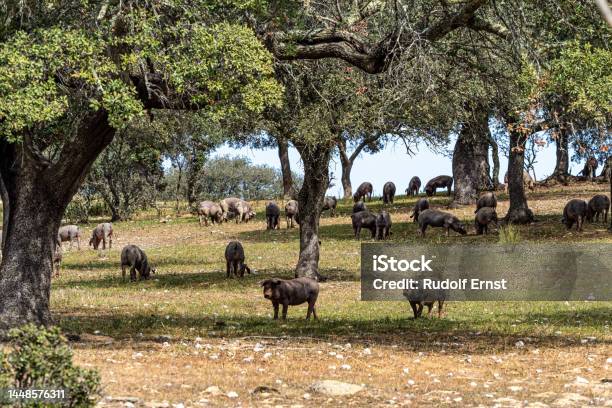 Iberian Pigs Grazing Among The Oaks On The Fields At Membrio Extremadura In Spain Stock Photo - Download Image Now