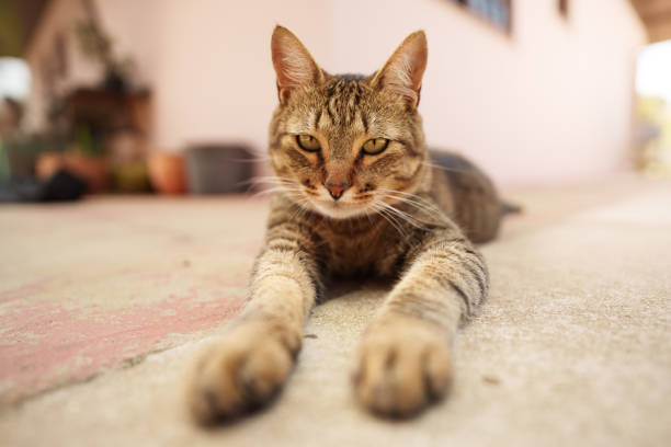 istock Curious looking cat laying down looking at the camera 1448576392