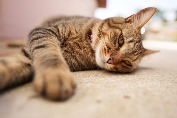 istock Relaxed tabby cat lying on the concrete floor 1448576405
