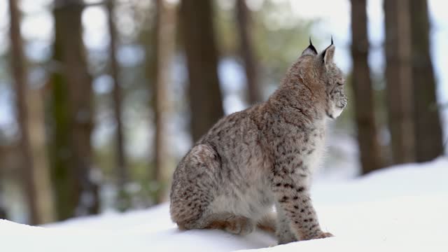A lynx cub from a side sitting on the snow on a sunny day, licking its paw and licking itself. Closeup shot of wild animal in winter season. Slow motion