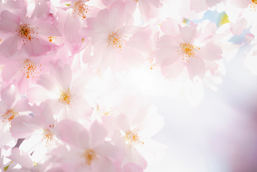 Backlit Cherry blossoms