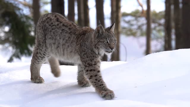 Eurasian lynx sitting sideways in the snow walking from left to right in a winter forest in beautiful weather. Winter season, cold, mid size cat. Slow motion
