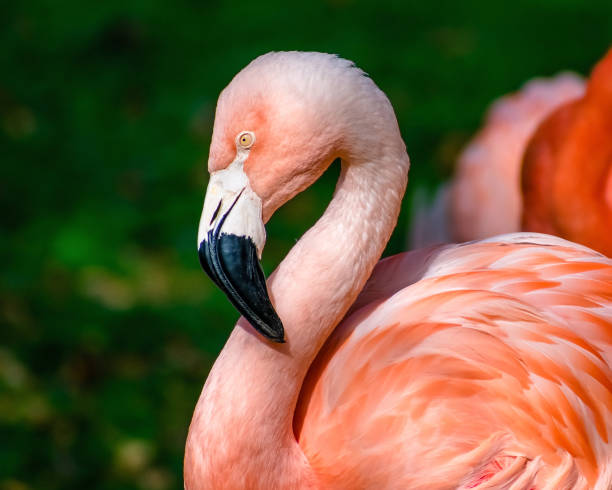 istock Pink flamingo Closeup 1448577634