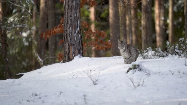 Eurasian lynx in the forest in deep snow. A wild animal of medium distance with natural winter habitat around it. Slow motion