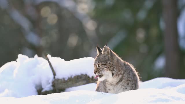Closeup shot of Eurasian lynx licking himfself in the deep snow. A winter forest with rocks and wild animal. Cold winter season with european wildlife nature
