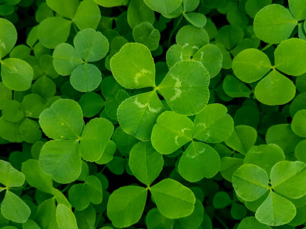 Green dense lawn of creeping white clover