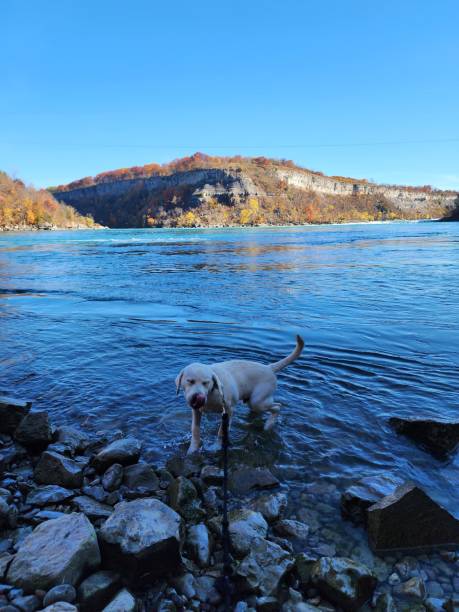 Puppy having a drink and splashing in the water - Niagara horseshoe river