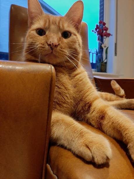istock Red cat sitting in a chair 1448581971