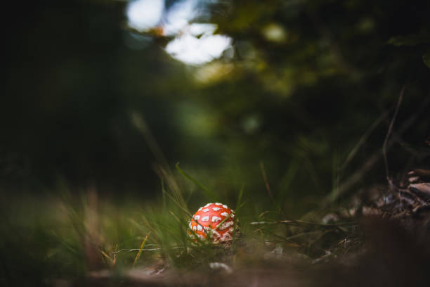 A closeup photo of a small flybane mushroom, shot at F1.4 so that the background is beautifully blurred.
