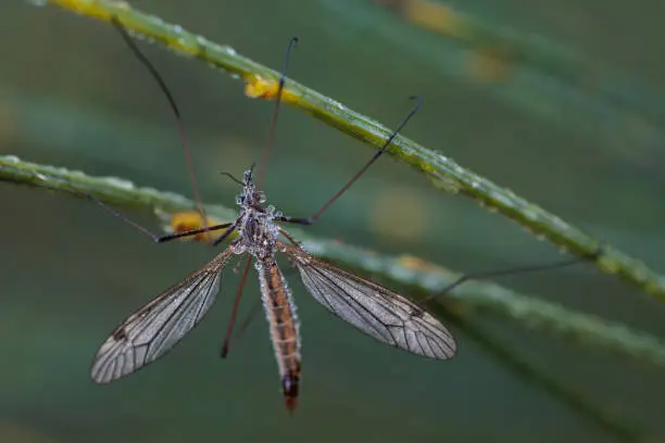 Crane fly is a common name referring to any member of the insect family Tipulidae.