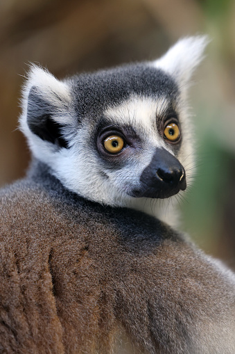 A ring tailed lemur with piercing orange eyes holding bamboo