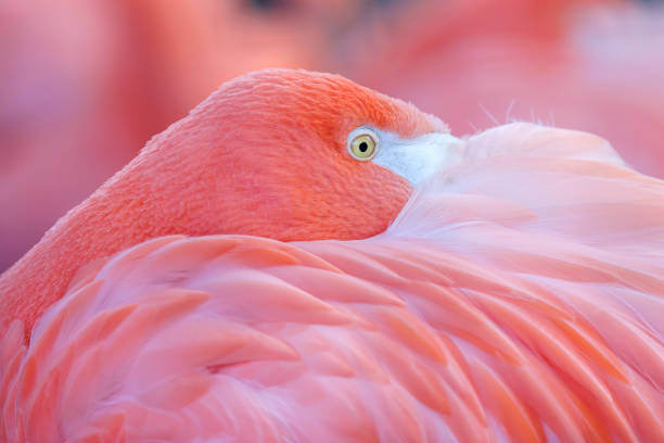 pink flamingo with head between feathers