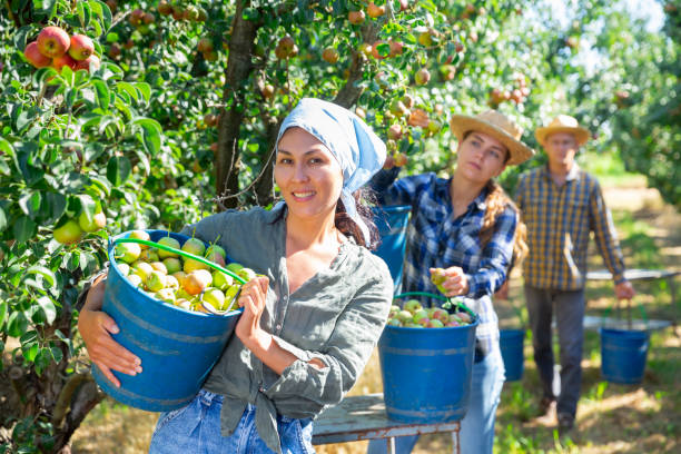 istock Woman posing near buckets with picked pears 1448584020