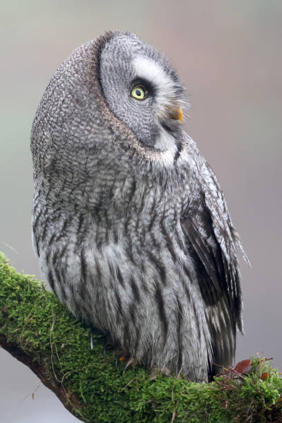 istock close-up of a great grey owl (Strix nebulosa) 1448584028