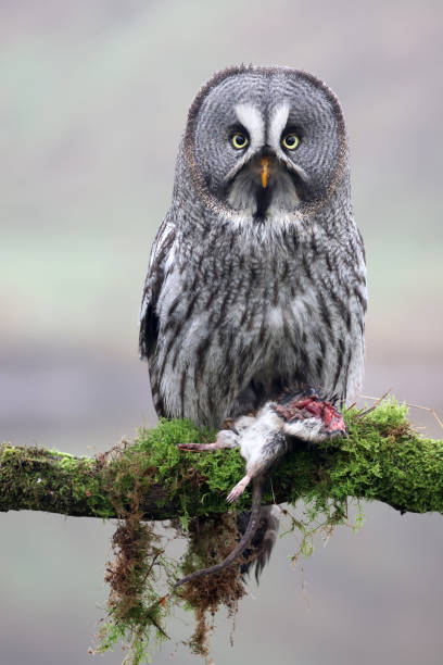 istock close-up of a great grey owl (Strix nebulosa) 1448584031