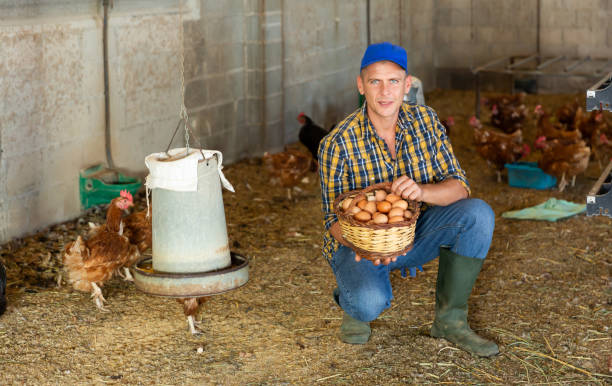 istock Smiling farmer collecting fresh chicken eggs in henhouse 1448585124