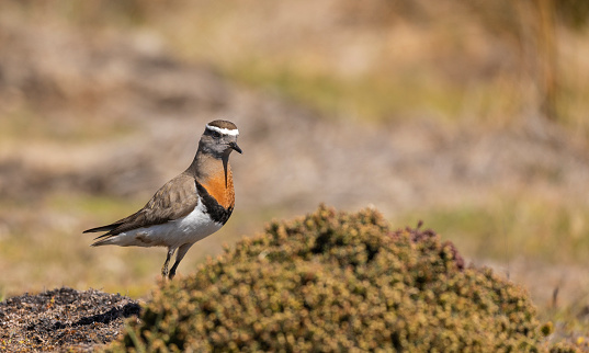 A Rufous-chested Dotterel, Charadrius modestus, with  Diddle-dee, Empetrum rubrum. Pebble Island, Falklands