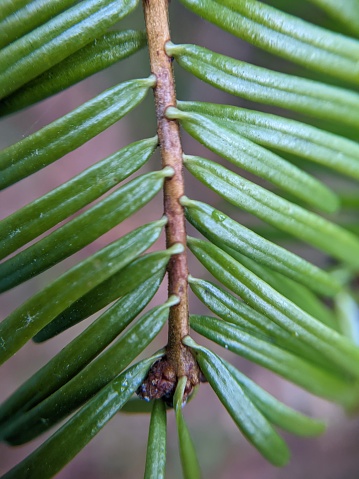 Extreme close up of grand fir (Abies grandis) needles on branch. Taken at the Tualatin River National Wildlife Refuge, a public park and wetland area southwest of Portland, Oregon.