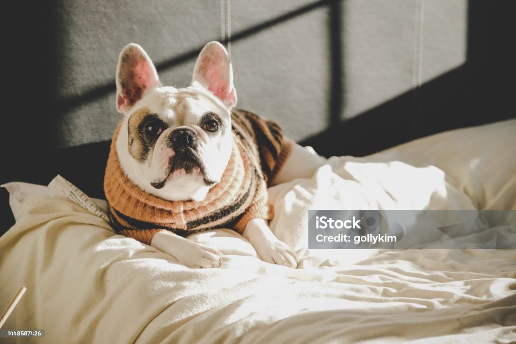 Frenchie dog resting on bed Cute French Bulldog resting on bed when the sun shines Dog Stock Photo
