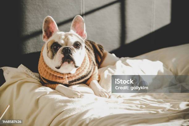 Frenchie Dog Resting On Bed Stock Photo - Download Image Now - Dog, Lying Down, Winter
