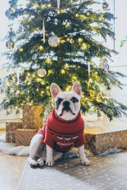 istock Frenchie dog posing in front of Christmas tree 1448587543