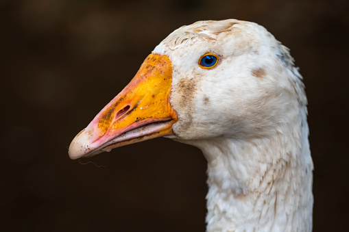 Portrait of Blue eyed goose