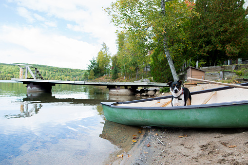 Cute little pet dog is standing in a canoe that sits at the lake's edge on the beach, waiting to go on a water adventure with her owner.