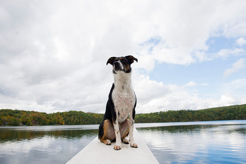 Portrait of a cute little pet dog sitting at the end of a diving board above a lake at sunset. There is clouds and blue sky primarily behind her.