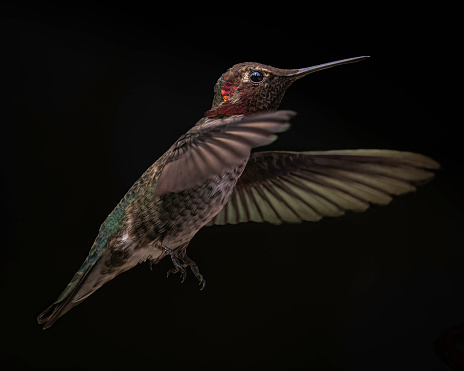A low key in-flight Anna's Hummingbird male