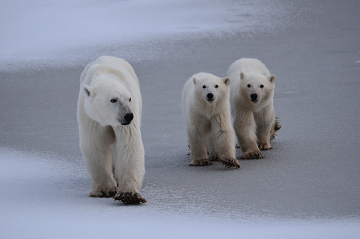 A mother and two cubs wait for the ice to thicken in Churchill, Manitoba.