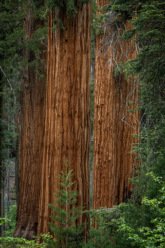 Trunks of Sequoia Trees Above Other Trees in grove in Sequoia National Park