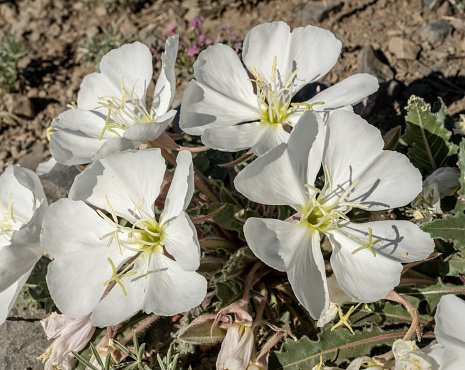 Tufted Evening Primrose Blossoms Linger Open in the Morning in Death Valley