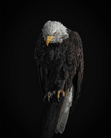 A close up profile of a bald eagle, isolated on a black background.