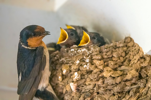 Mother feeding her tiny newly hatched Swallows sitting in their mud nests