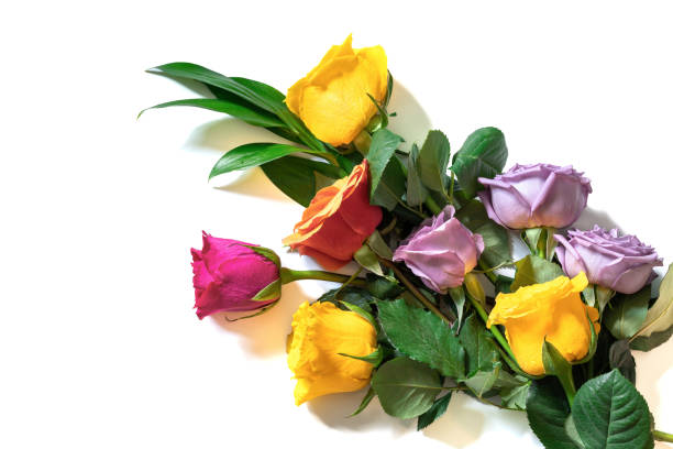 istock Multicolored roses isolated on a white background. Background for congratulations on wedding, birthday or other holiday. 1448594130