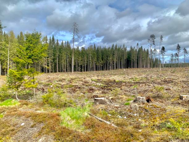 istock Deforested area with cut trucks and fallen trees in Sweden 1448594535