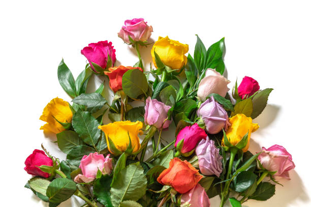 mehrfarbige rosen isoliert auf weißem hintergrund. hintergrund für glückwünsche zum muttertag, geburtstag oder anderen feiertagen. - rose flower shop variation color image stock-fotos und bilder