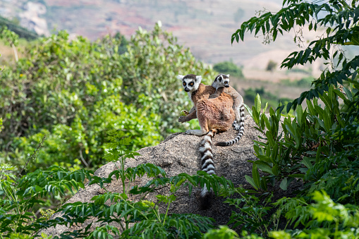 Ring-tailed lemur (Lemur catta), Mother with baby on back sitting on stone. Endangered endemic animal in Andringitra National Park mountain, Madagascar wildlife animal.