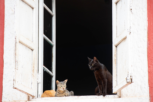 A ginger and a black cat sit in an open window and stare down at the street.