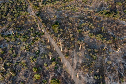 Aerial view of the famous Alley of the Baobabs (Baobab Avenue) in Western Madagascar.