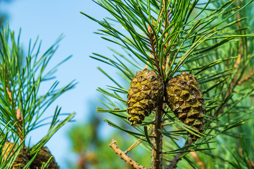 Two closed brown Lodgepole Pinecone on pine branch with green needles in forest of mountains